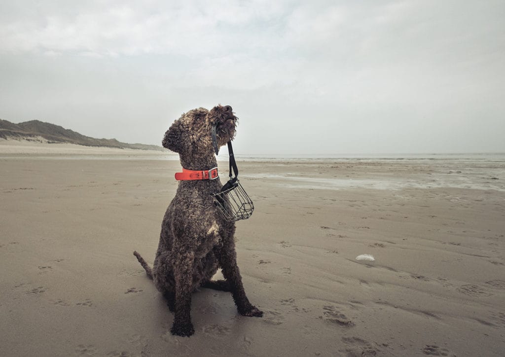 Simone-Schneider-Hundetraining-Sachkunde