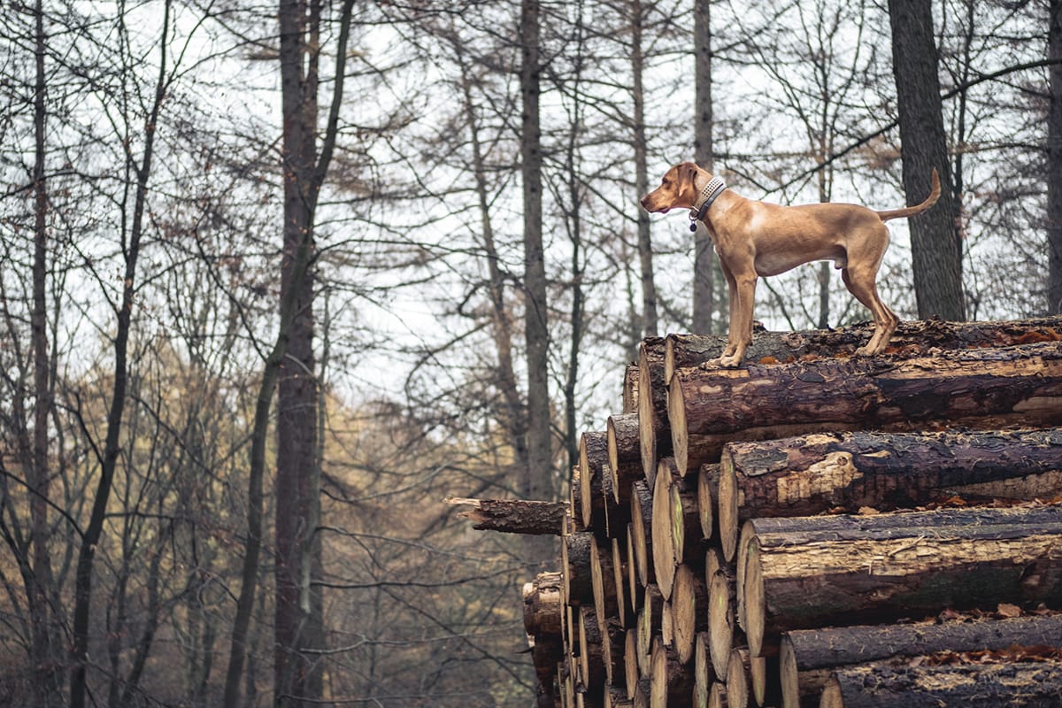 Simone-Schneider-Hundetraining-SeminarAnti-Jagd