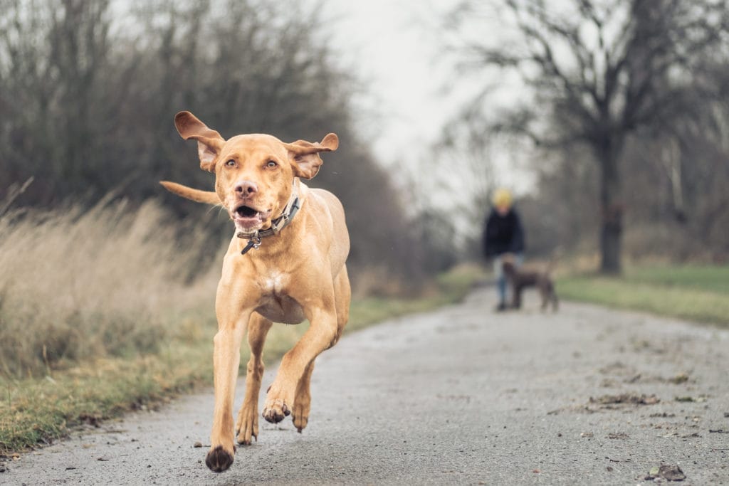 Simone-Schneider-Hundetraining-Workshop-DerverbindlicheRueckruf