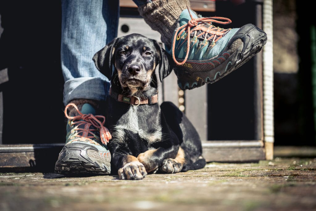 Simone-Schneider-Hundetraining-Welpen-Ellie