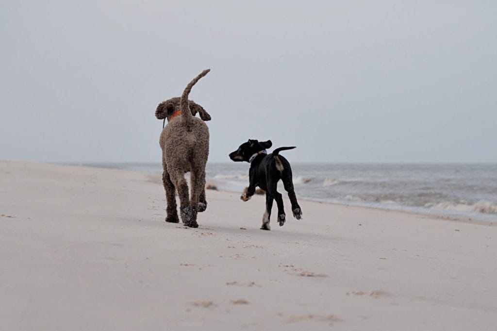 Simone-Schneider-Hundetraining-Offene Gruppe-Dranbleiber