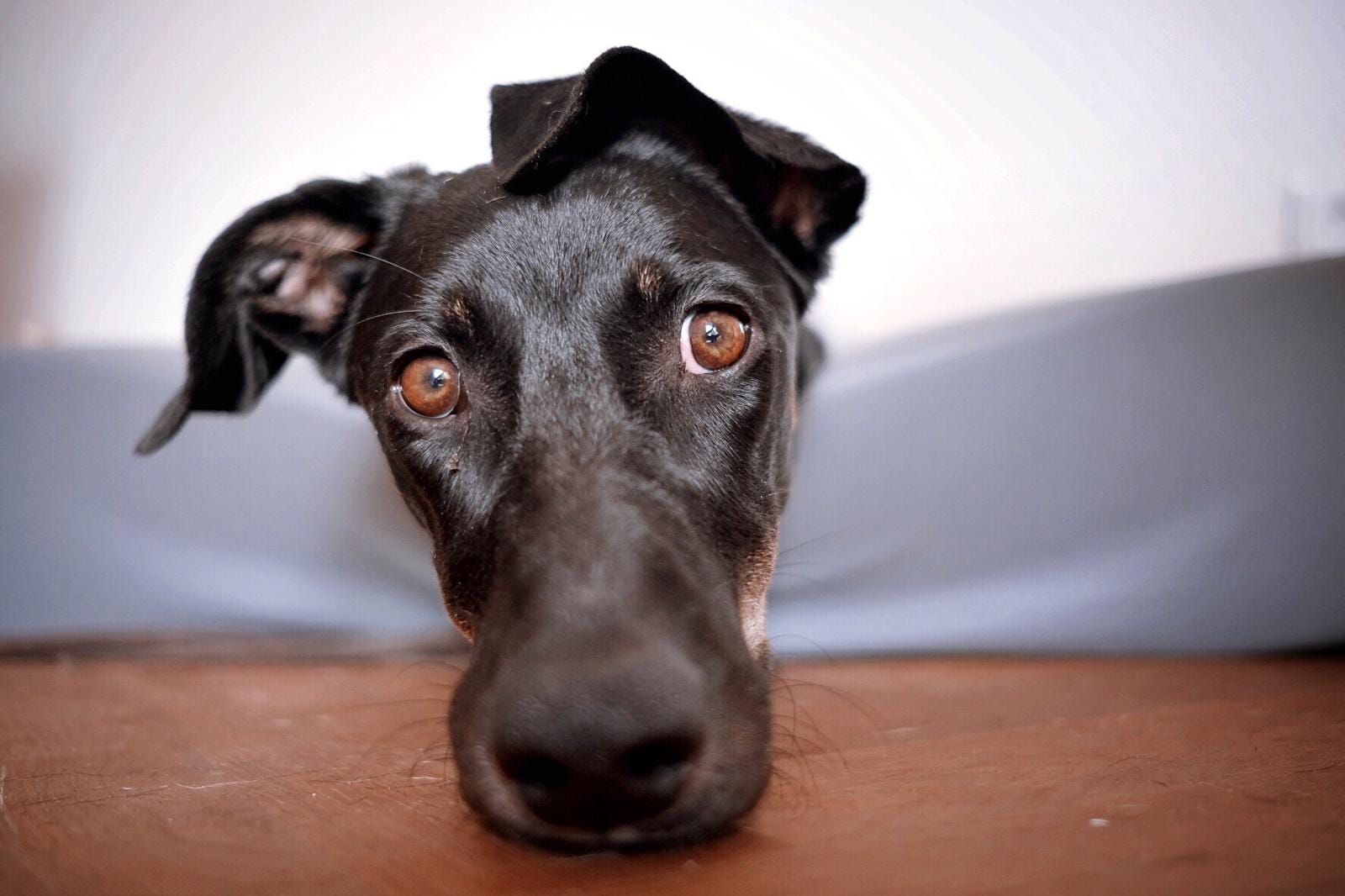 Ellie – die Tänzerin