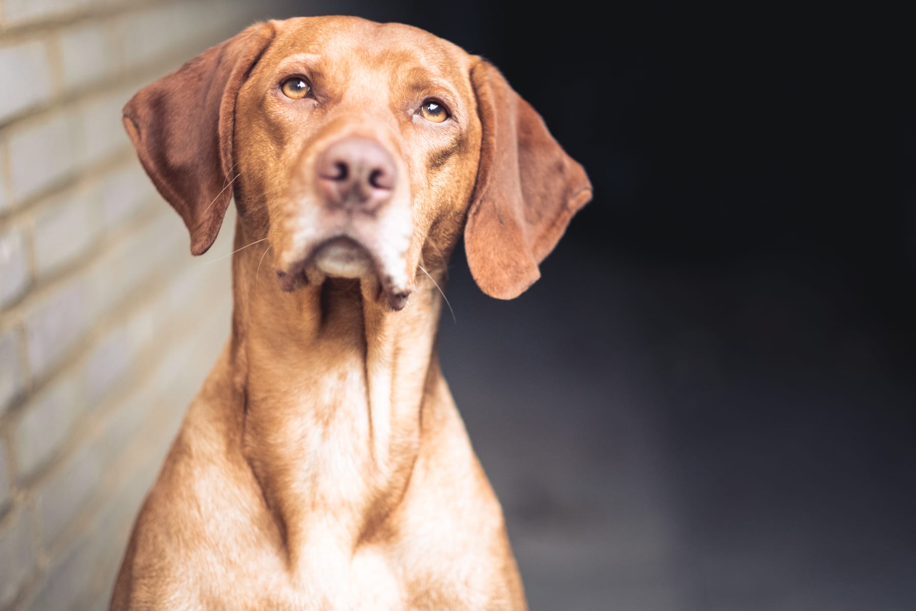 Johnny – viel Viszla und mehr