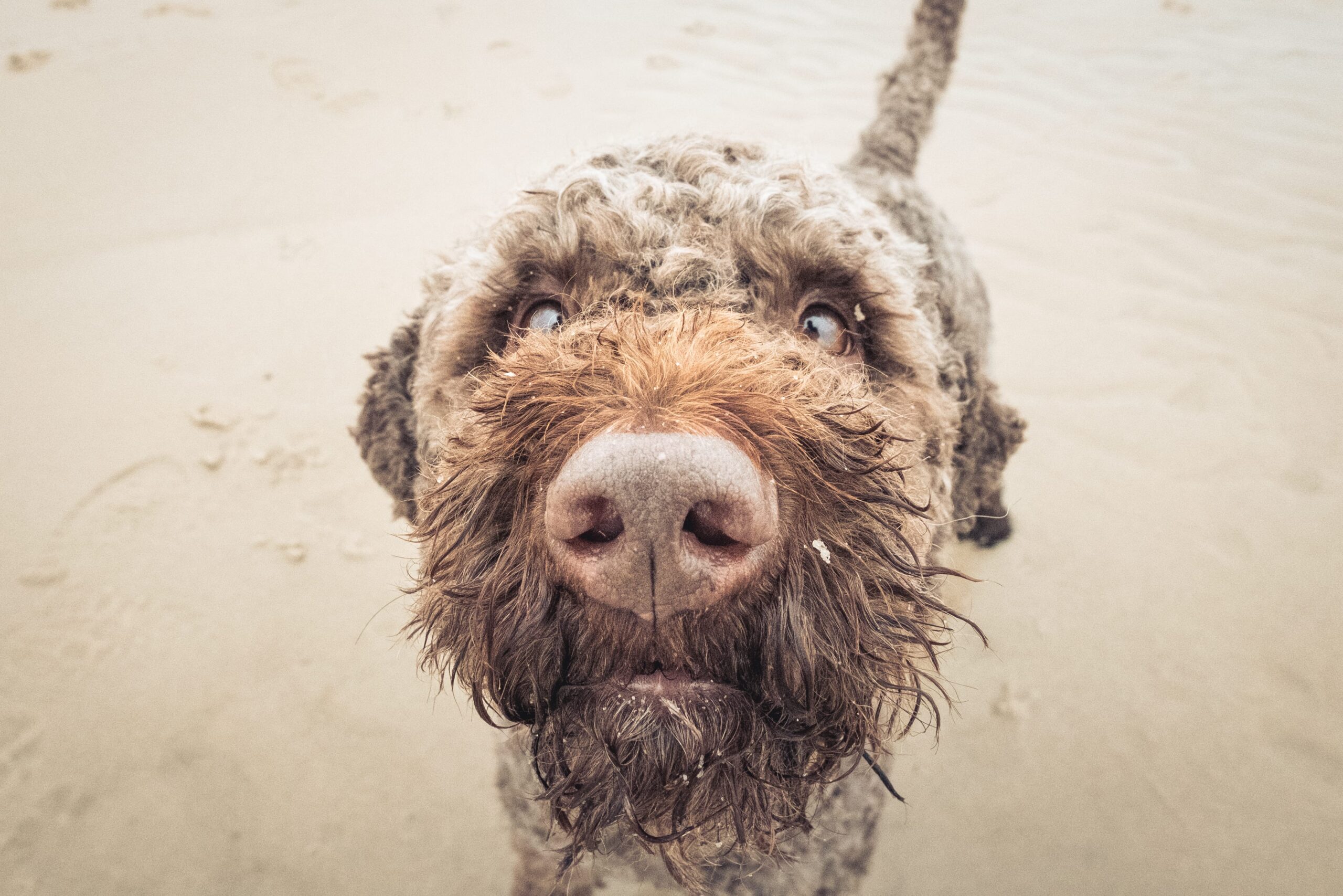 Alfredo – der Wasserhund